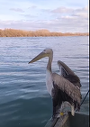 Specialiştii Administraţiei Rezervaţiei Biosferei Delta Dunării au salvat un exemplar tânăr de pelican care era prea slăbit să se hrănească singur / După ce şi-a revenit, el a fost eliberat într-o colonie mixtă ce include şi pelicani - VIDEO