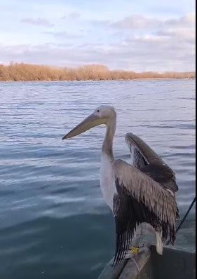 Specialiştii Administraţiei Rezervaţiei Biosferei Delta Dunării au salvat un exemplar tânăr de pelican care era prea slăbit să se hrănească singur / După ce şi-a revenit, el a fost eliberat într-o colonie mixtă ce include şi pelicani - VIDEO