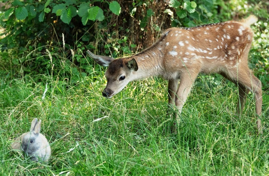 „Bambi: O poveste din pădure” ajunge pe ecranele din România în 11 aprilie/ VIDEO