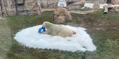 Ursul polar Nuniq de la Kansas City Zoo a primit o livrare specială de două tone de gheaţă - VIDEO