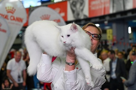 Trei pisici din România, desemnate cele mai frumoase din lume în 2025 - FOTO