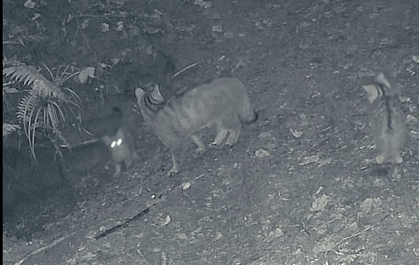 Trei pui de pisică sălbatică, surprinşi de camerele de monitorizare a faunei în timp ce se joacă alături de mama lor într-o pădure din Ocolul Silvic Marginea