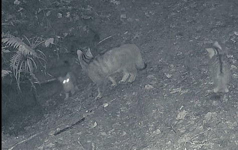 Trei pui de pisică sălbatică, surprinşi de camerele de monitorizare a faunei în timp ce se joacă alături de mama lor într-o pădure din Ocolul Silvic Marginea