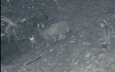 Trei pui de pisică sălbatică, surprinşi de camerele de monitorizare a faunei în timp ce se joacă alături de mama lor într-o pădure din Ocolul Silvic Marginea