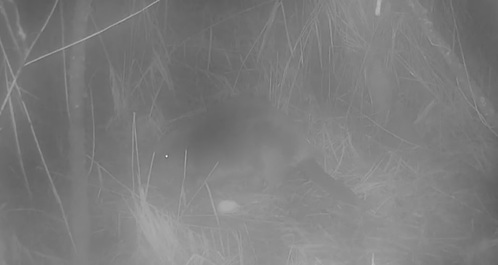 Primul castor sălbatic văzut în Norfolk după 400 de ani: "Nimeni nu ştie de unde a venit" - VIDEO