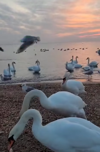 Imagini superbe cu zeci de lebede, surprinse la Eforie / La malul mării, vremea este frumoasă - VIDEO