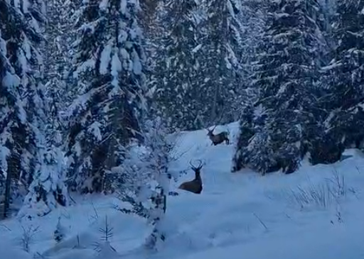 Doi cerbi, filmaţi în apropierea unui traseu turistic din munţii Rodnei. Oficiali ai jandarmeriei: Acesta e avantajul când ai „biroul” chiar în inima naturii - VIDEO