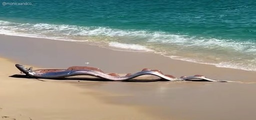 Un semn rău? Doi misterioşi „peşti ai apocalipsei”, descoperiţi de turişti pe o plajă din Mexic - VIDEO