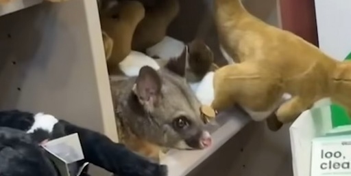 Un oposum a fost găsit ascuns printre jucăriile de pluş într-un magazin de suveniruri pe aeroportul din Tasmania - VIDEO