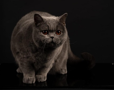 Kira Kiralina, supranumită Ursoaica din Bucovina, desemnată cea mai frumoasă pisică din Europa