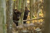 Coloana sonoră a naturii româneşti - Piesa „Zimbru”, lansată la radio de Ziua Pământului/ VIDEO