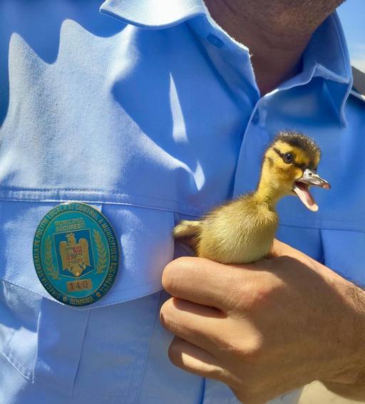 Opt boboci de raţă, salvaţi dintr-o intersecţie din Bucureşti / Riscau să fie călcaţi de maşini, dar au fost observaţi de agenţi de la Poliţia Rutieră - FOTO