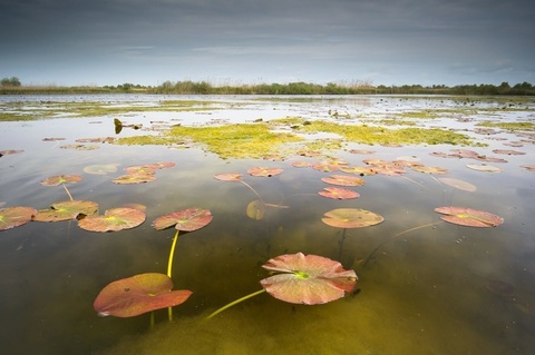 Echipa documentarului „Delta Sălbatică” susţine proiectele de reconstrucţie ecologică şi renaturare derulate de organizaţiile de mediu
