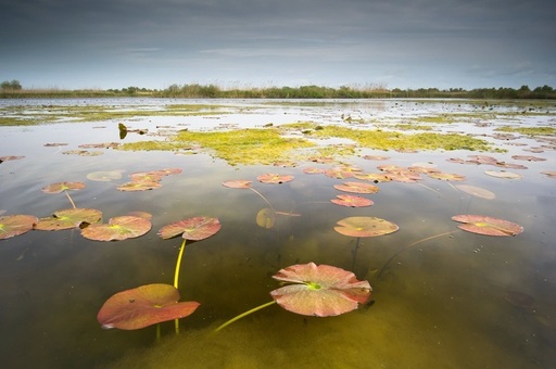 Echipa documentarului „Delta Sălbatică” susţine proiectele de reconstrucţie ecologică şi renaturare derulate de organizaţiile de mediu