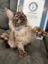 Un pisoi din Wisconsin a doborât un record mondial Guinness bizar pentru că s-a născut cu 29 de degete la picioare/ VIDEO