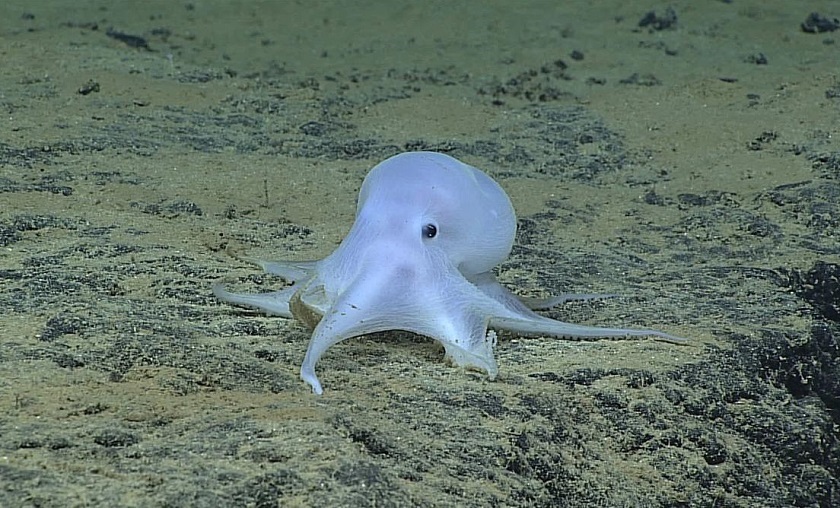 O ”caracatiţă-fantomă” a fost descoperită în oceanul Pacific; oamenii de ştiinţă spun că ar aparţine unei noi specii