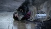 TIFF 2016: Zece filme participă în secţiunea #Animal