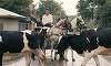 Şase producţii româneşti vor avea premiera mondială la Festivalul Internaţional de Film Transilvania