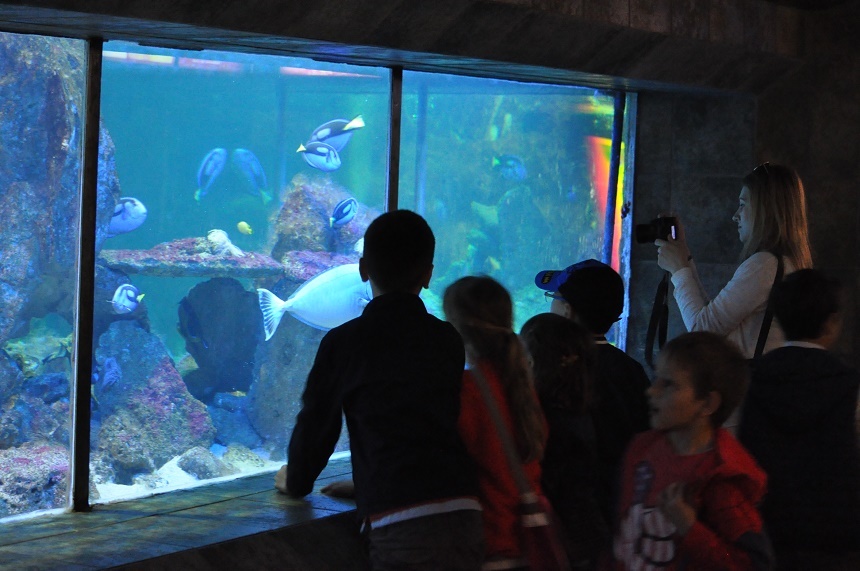 Noaptea Muzeelor: Gălăţenii, invitaţi să viziteze şi zona din spatele acvariilor de la Complexul Muzeal de Ştiinţele Naturii