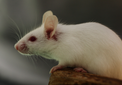 Şoarecii mutanţi ar putea deveni ”super detectori de miros”