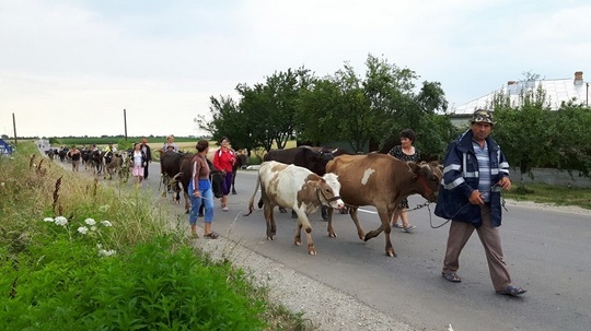 Ţăranii cuminţi din Siliştea (foto: Aura Clara Marinescu)