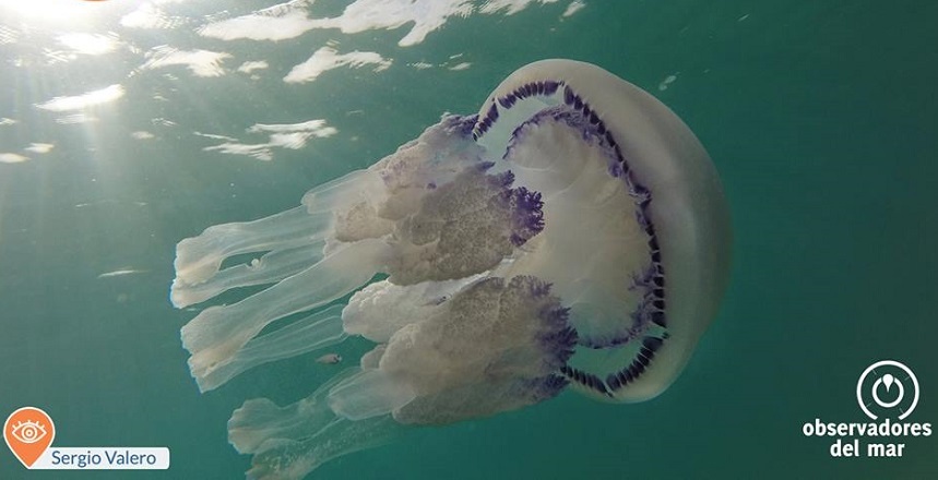 ”Alertă meduze” şi Med Jelly, proiecte online pentru detectarea acestor organisme şi aproximarea stării plajelor