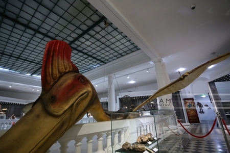 Premieră: Hatzegopteryx - Înfricoşătorul zburător din Haţeg, reconstruit timp de trei luni în China, este expus la Muzeul ”Antipa”