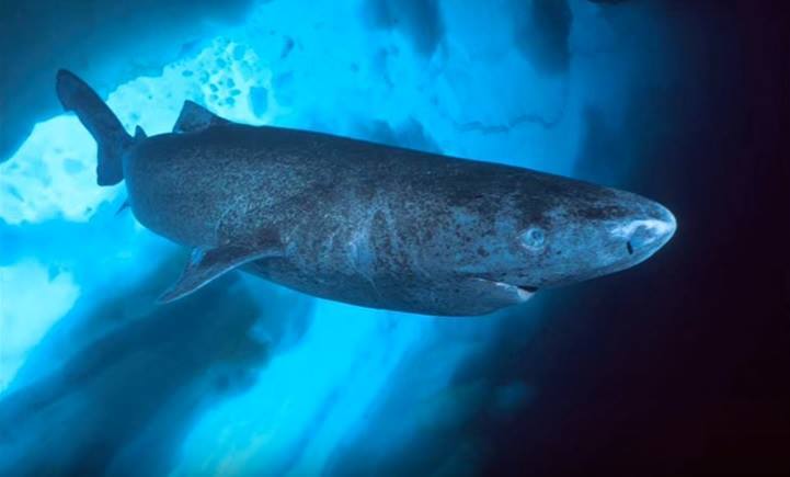 Rechinii de Groenlanda pot trăi până la 400 de ani. VIDEO