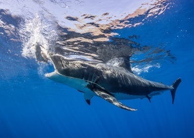 Discovery Channel va difuza o nouă ediţie a programului ”Shark Week”, din 27 august