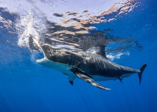 Discovery Channel va difuza o nouă ediţie a programului ”Shark Week”, din 27 august