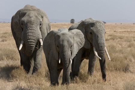 Congresul IUCN - Recensământ: Omenirea a ucis144.000 de elefanţi în decurs de şapte ani; În Africa, un elefant moare la fiecare 15 minute