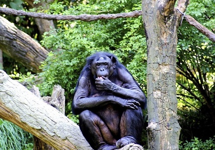Maimuţele antropoide au demonstrat abilităţi cognitive complexe în timp ce vizionau înregistrări video cu ”King Kong”