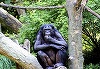 Maimuţele antropoide au demonstrat abilităţi cognitive complexe în timp ce vizionau înregistrări video cu ”King Kong”