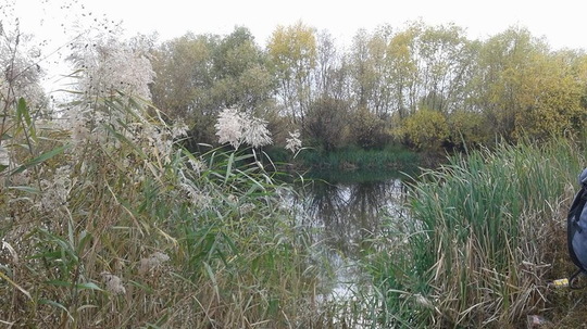 Baltă în Parcul Văcăreşti (Foto: Aura Marinescu)