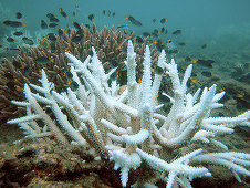 Marea Barieră de Corali a înregistrat în 2016 un nivel record al fenomenului de albire