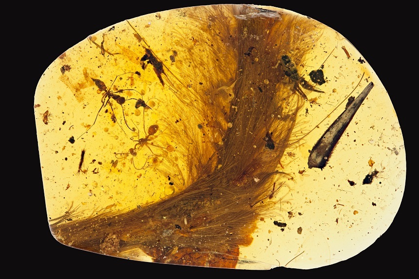 O coadă de dinozaur cu pene, remarcabil conservată, descoperită într-un fragment de chihlimbar