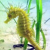 Secretele genetice ale căluţilor de mare, descifrate de cercetători - studiu

