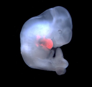 ”Embrioni Himera” om-porc, obţinuţi şi analizaţi în laborator, în Statele Unite