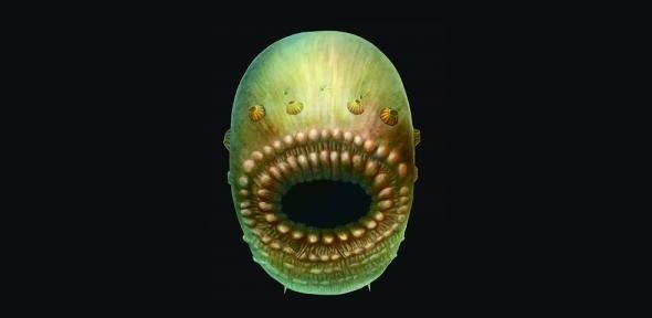 Oamenii de ştiinţă au descoperit fosilele unui organism marin microscopic, considerat ”cel mai vechi strămoş al omului”