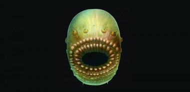 Oamenii de ştiinţă au descoperit fosilele unui organism marin microscopic, considerat ”cel mai vechi strămoş al omului”