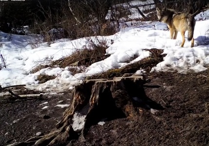 O lupoaică gestantă a fost surprinsă de o cameră de luat vederi în munţii Piatra Craiului – VIDEO