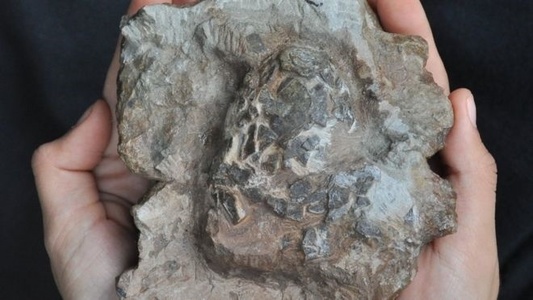 Cele mai vechi ouă de crocodilieni, descoperite în cuibul unui dinozaur, în vestul Portugaliei