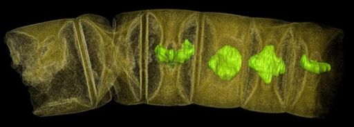 Fosile care datează din urmă cu 1,6 miliarde de ani, descoperite în India, ar putea să provină de la cele mai vechi plante de pe Terra