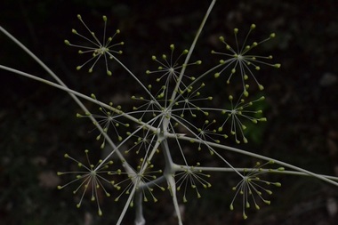 Biologii români au descoperit o nouă specie de plantă pentru ştiinţă, ”Aerelul dobrogean” 