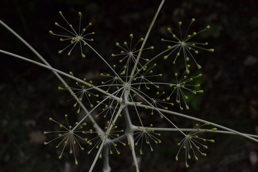Biologii români au descoperit o nouă specie de plantă pentru ştiinţă, ”Aerelul dobrogean” 