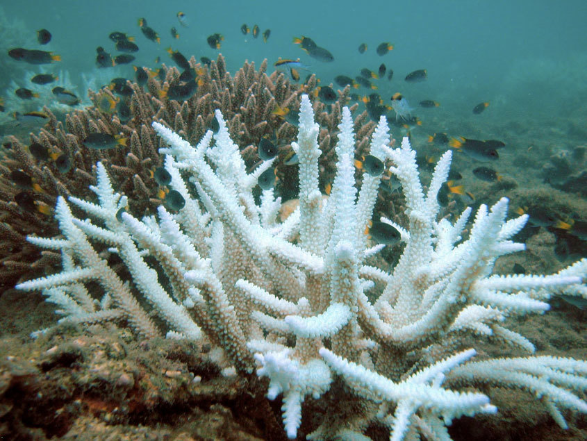 Coralii afectaţi pentru al doilea an consecutiv de fenomenul de albire sunt degradaţi iremediabil - studiu