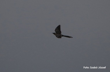 O nouă specie de cuc a fost descoperită în România