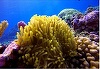Oamenii de ştiinţă au descoperit un tip de coral care poate să supravieţuiască  schimbărilor climatice