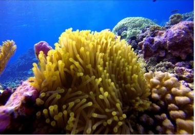 Oamenii de ştiinţă au descoperit un tip de coral care poate să supravieţuiască  schimbărilor climatice