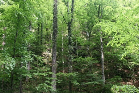 Două păduri de pe raza Parcului Naţional Cozia, propuse pentru includere în lista Patrimoniului Mondial Natural al UNESCO